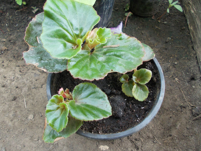 DSCN6863 - Begonia Semperflorens