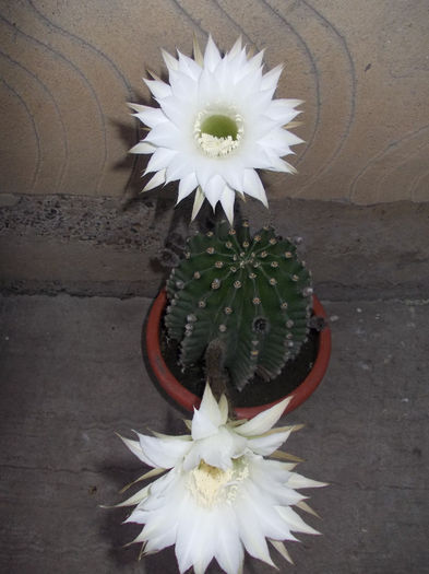 DSCN6764 - Cactusi