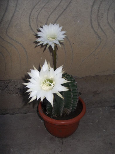 DSCN6771 - Cactusi
