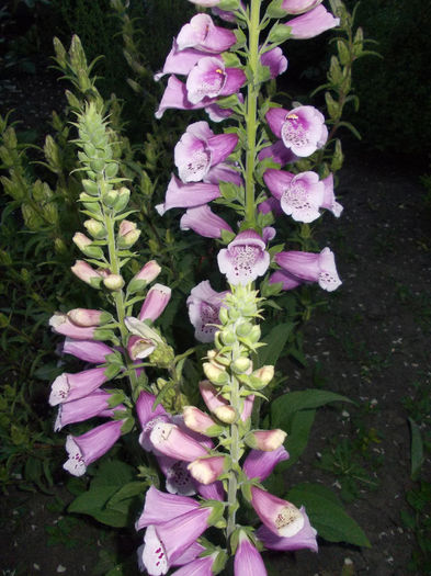 DSCN6776 - Digitalis Purpurea