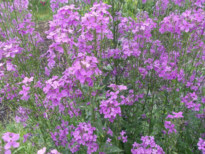 DSCN6818 - In Gradina