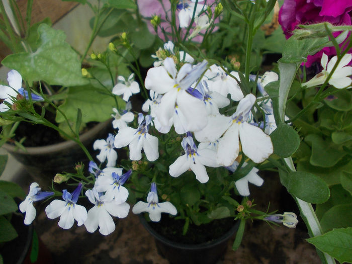 DSCN6851 - Lobelia