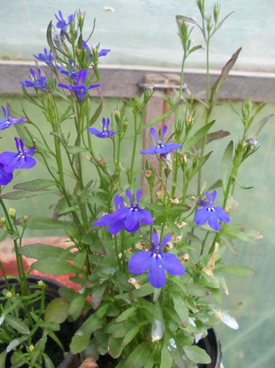 DSCN6880 - Lobelia