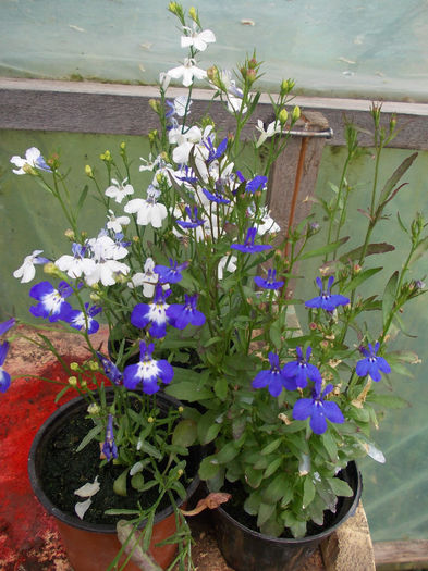 DSCN6881 - Lobelia