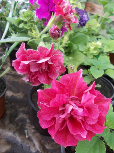 DSCN6850 - Petunia Grandiflora Double