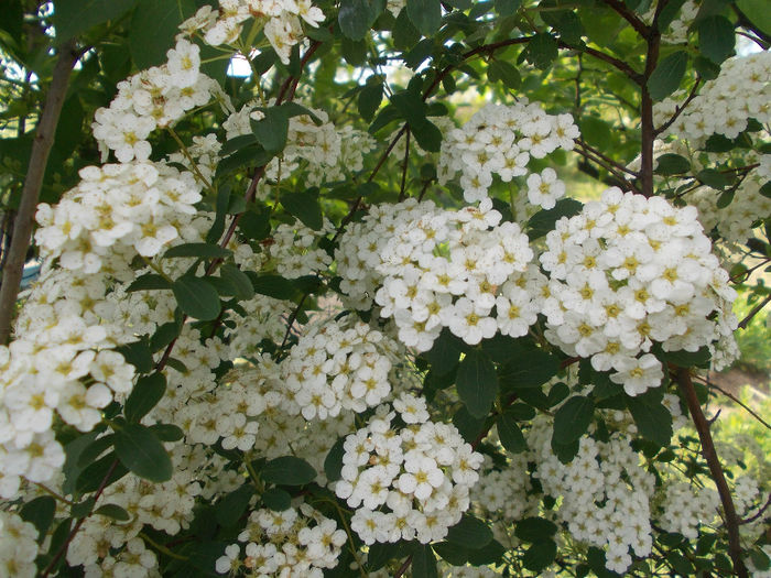 DSCN6429 - In Gradina