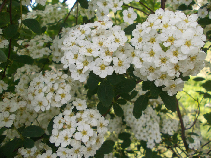 DSCN6430 - In Gradina