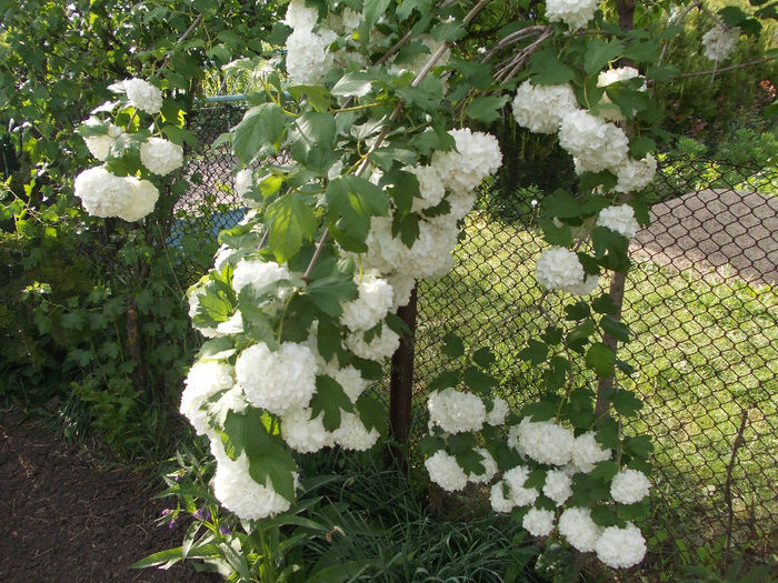 DSCN6431 - In Gradina