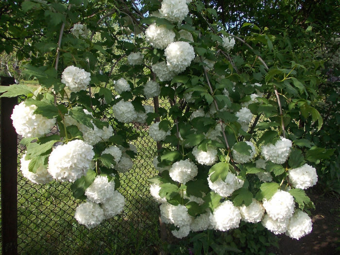 DSCN6432 - In Gradina