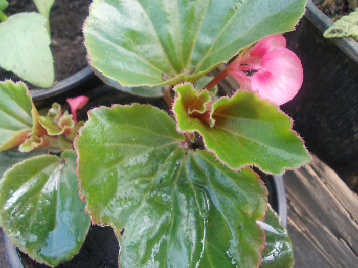 DSCN6997 - Begonia Semperflorens