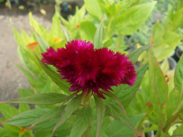 DSCN6991 - Celosia Cristata