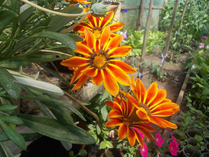 DSCN6980 - Gazania