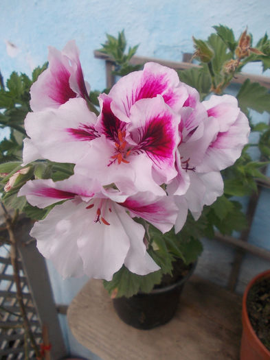 DSCN6959 - Pelargonium grandiflorum