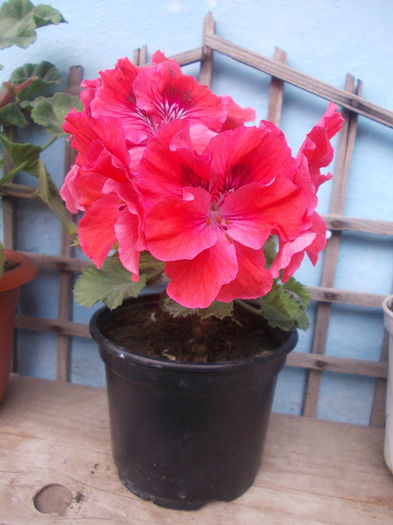 DSCN6960 - Pelargonium grandiflorum