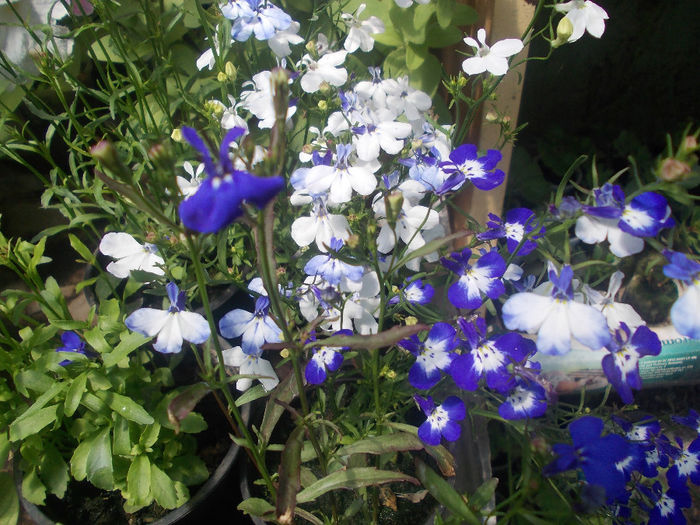 DSCN6987 - Lobelia