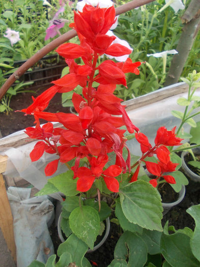 DSCN7009 - Salvia Splendens