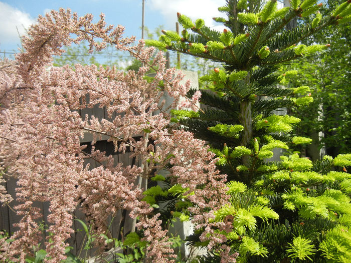 Tamarix & Abies (2014, May 02) - 05 Garden in May