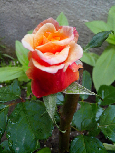 caramella - TRANDAFIRI 2014