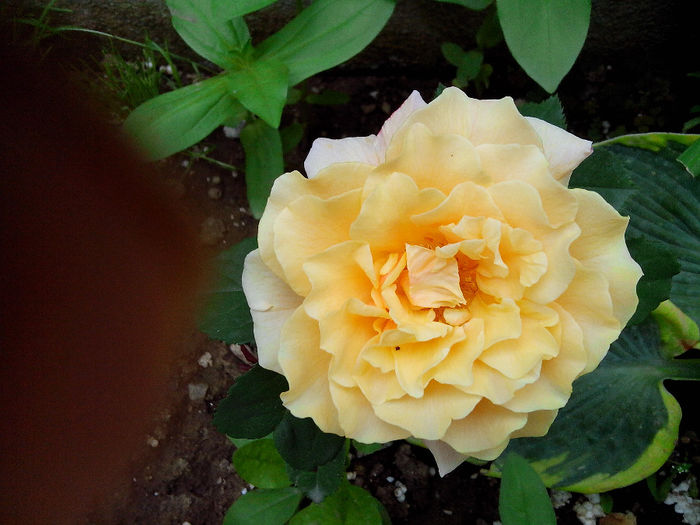 caramella - TRANDAFIRI 2014