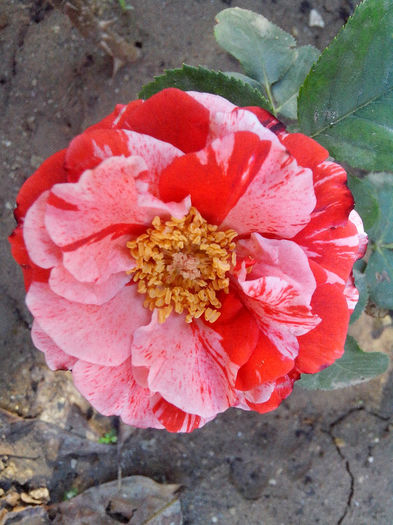 browie; prima floare
