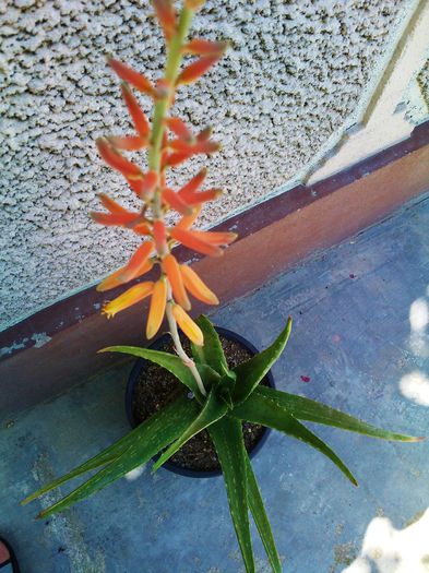 Aloe vera - inflorescenta - Aloe Vera-Barbadensis Miller