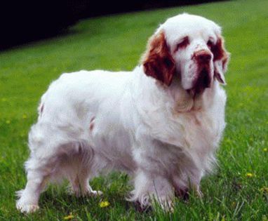 ClumberSpaniel-0n - O_o Clumber spaniel - febletea aristocratiei O_o