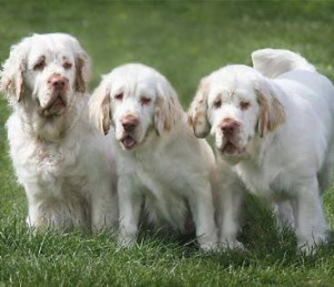 clumber-spaniel-1 - O_o Clumber spaniel - febletea aristocratiei O_o