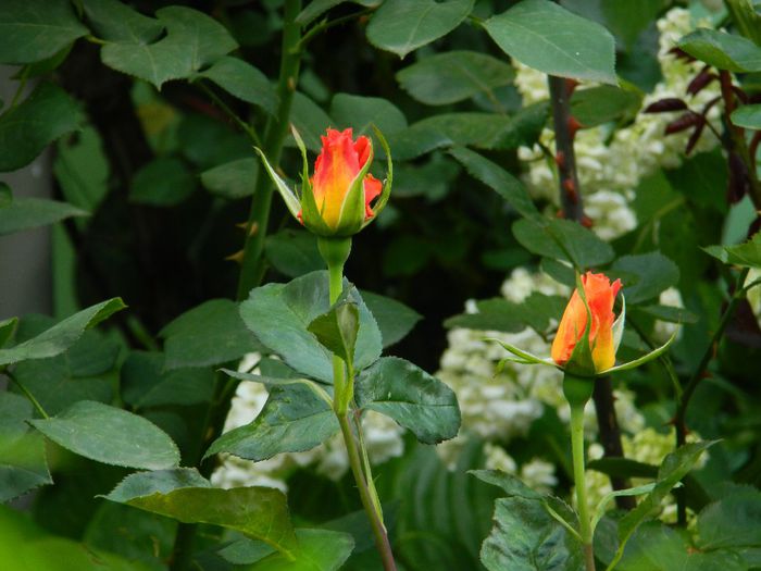 DSCN7641 - IUNIE_2014
