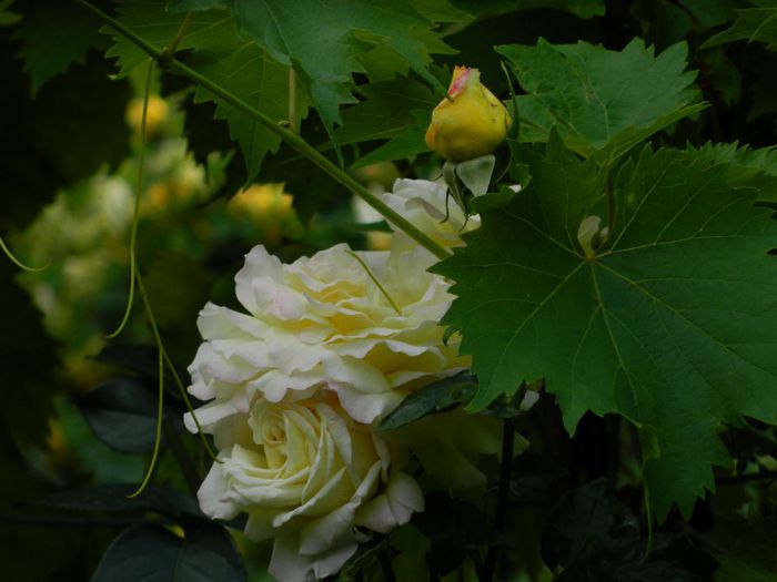 DSCN7643 - IUNIE_2014