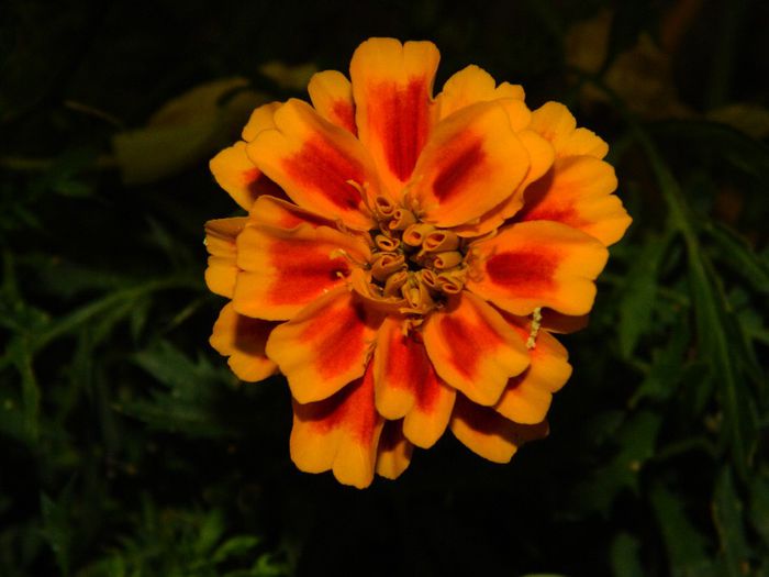 DSCN7661