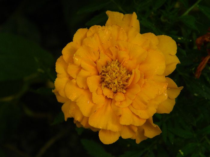 DSCN7662 - IUNIE_2014