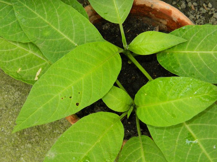 DSCN7676 brugmansia Ileanap