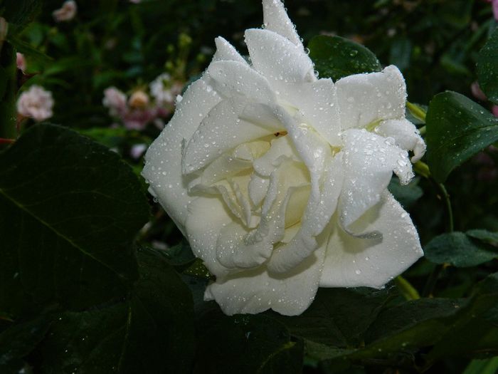 DSCN7696