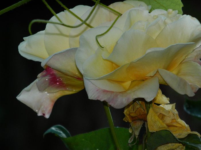 DSCN7702