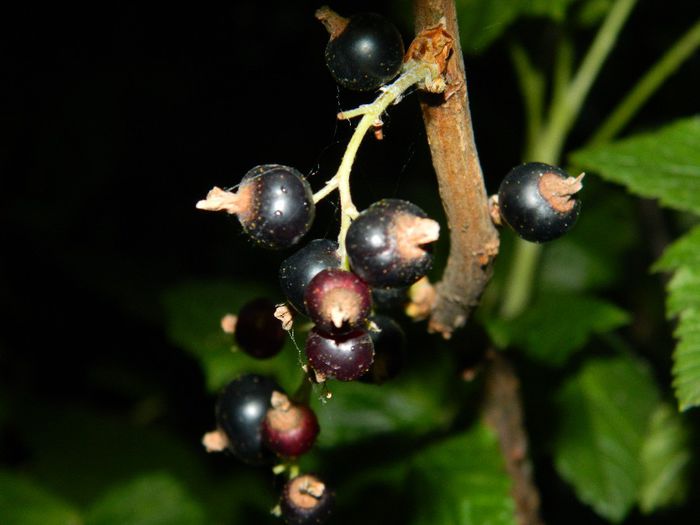 DSCN7710