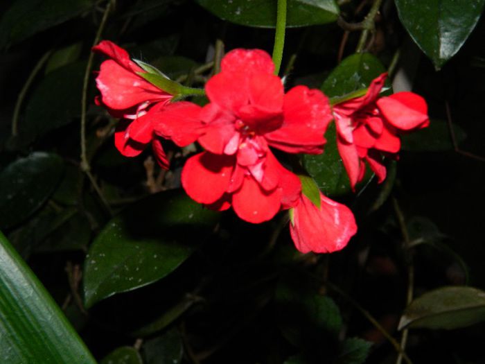 DSCN7713
