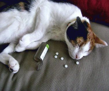 pisica-medicamente-0n - O_o Top 10 cele mai toxice medicamente pentru animale O_o