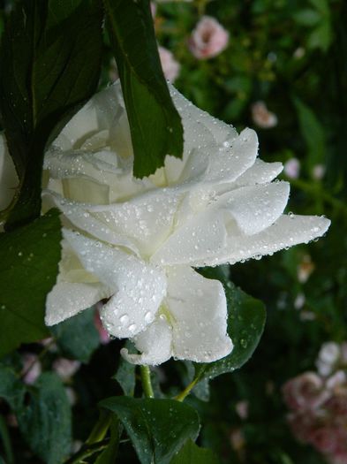 DSCN7734