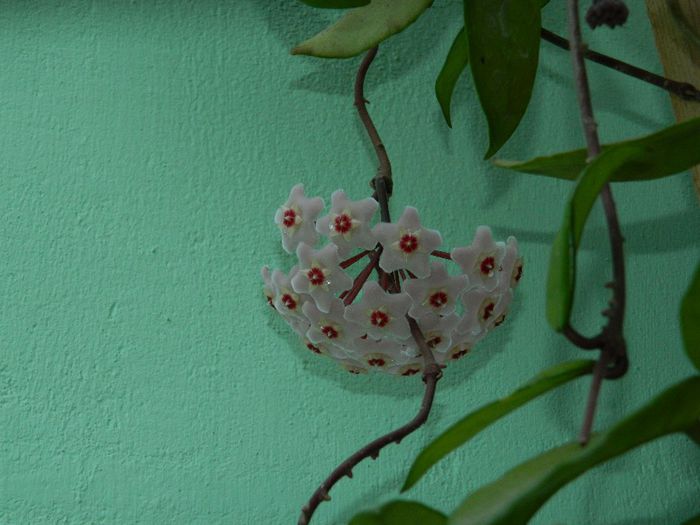 DSCN7744