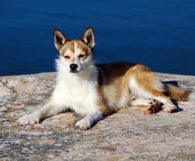 norwegian-lundehund-0n - O_o Cele mai rare rase de caini din lume O_o