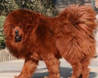 red-mastiff-tibetan - O_o Cele mai rare rase de caini din lume O_o