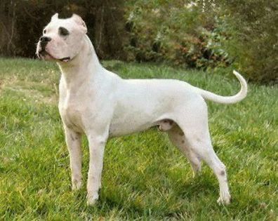 Dog-Argentino-0n - O_o Educarea cainelui cu comportament dominant O_o