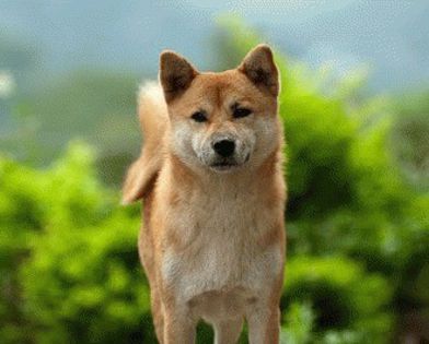 Shiba-Inu1-0n