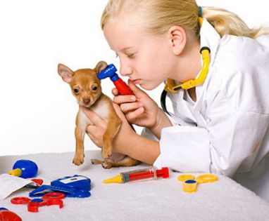 catel-veterinar - O_o Eliminati stresul vizitelor la veterinar O_o