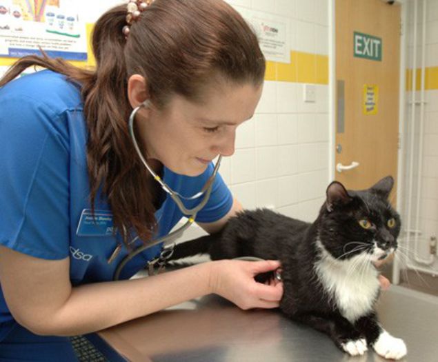 pisica-veterinar - O_o Eliminati stresul vizitelor la veterinar O_o