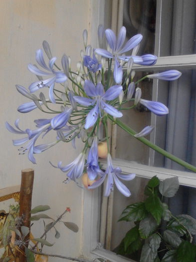 IMG_20140610_164325 - florile mele dragi