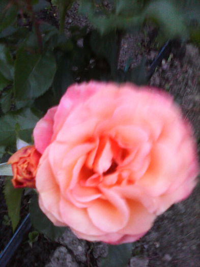 westerland
