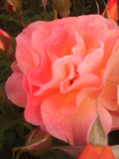 IMG_20140610_195722