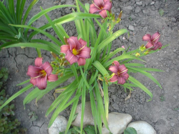 hemerocallis