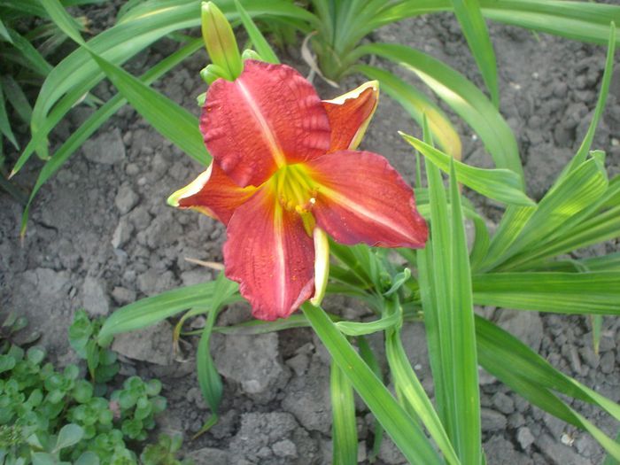 hemerocallis